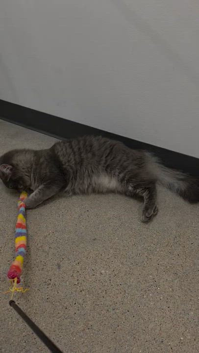 Enlarge Chester, a Adopted Domestic Long Hair in Kearney, NE video 2/2