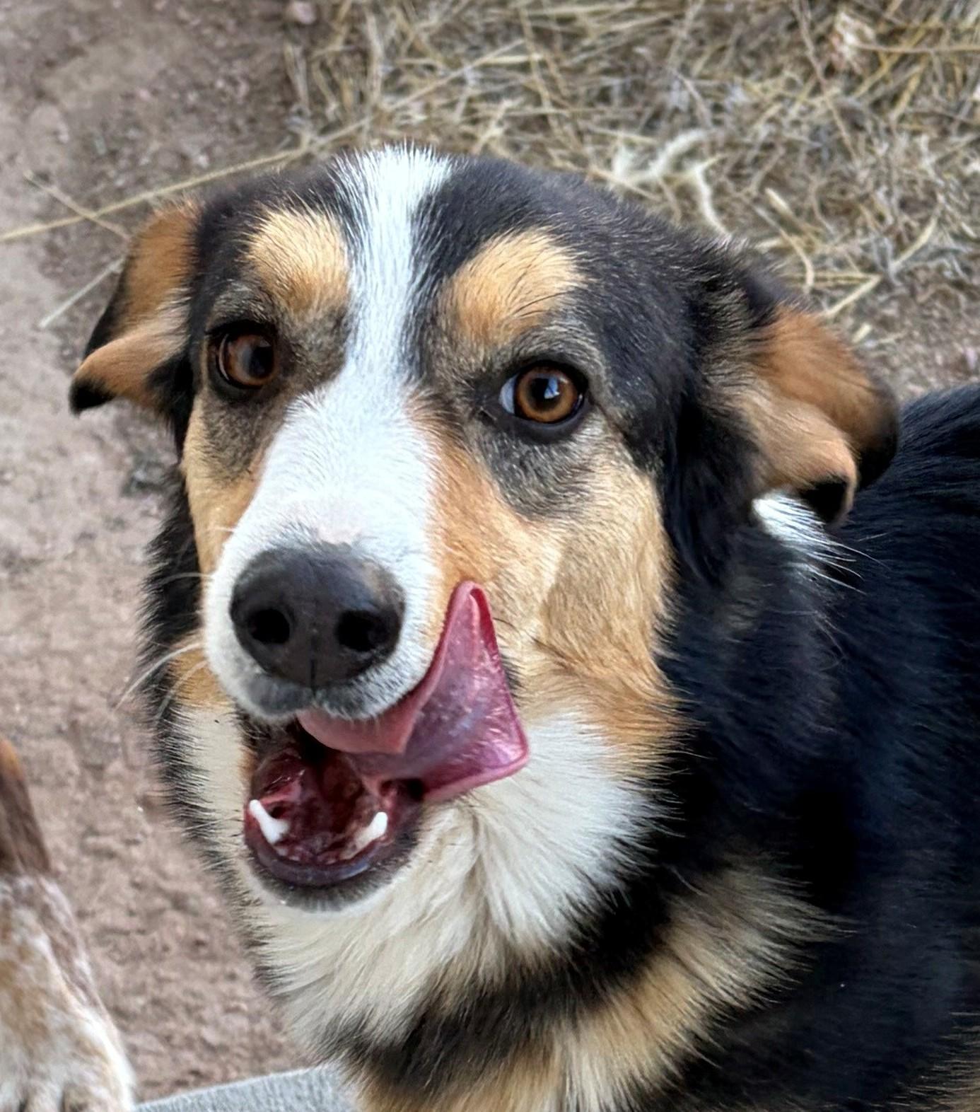 Enlarge Mitsy, a ADOPTABLE mixed breed in Greeley, CO image 1/2