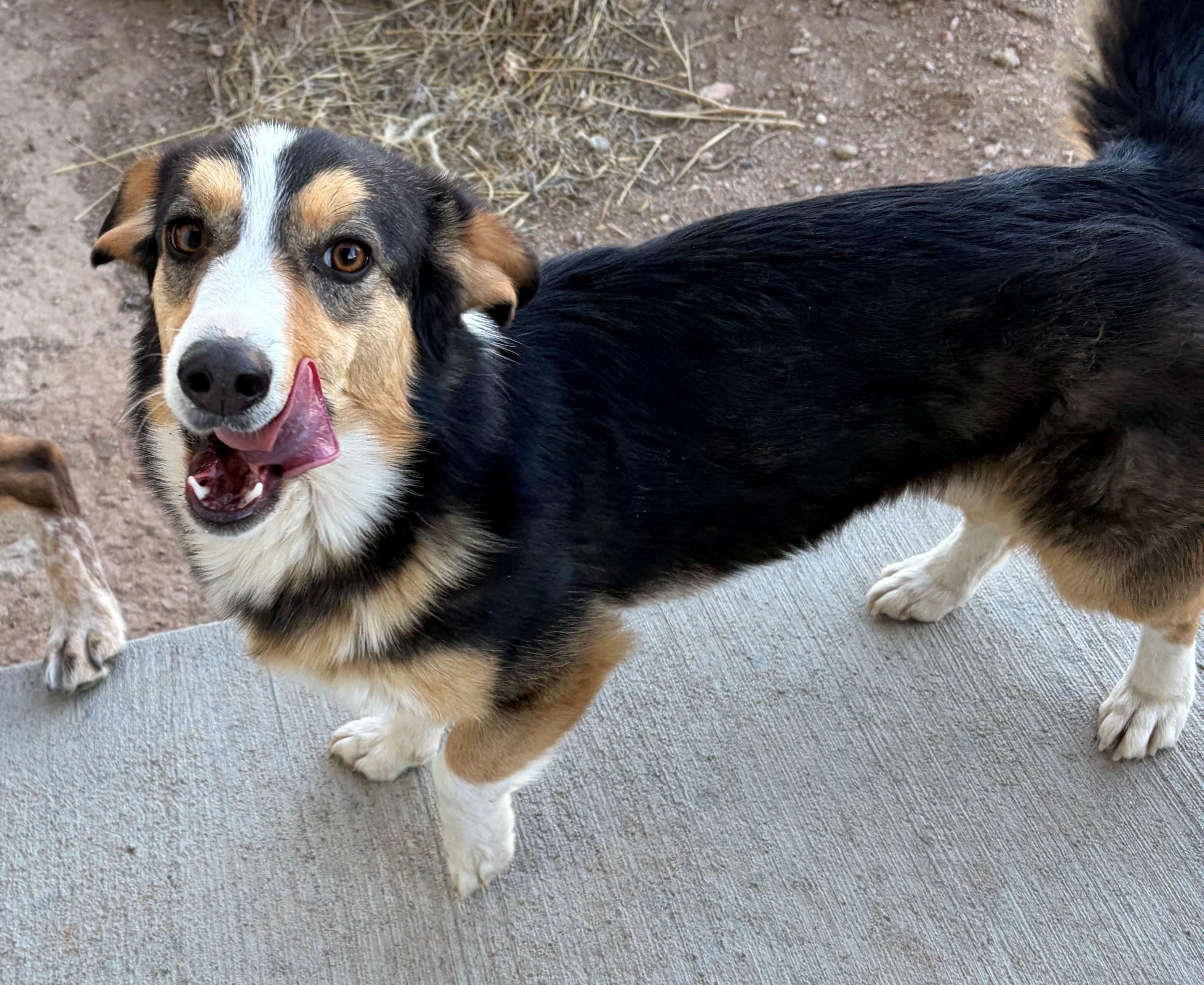 Enlarge Mitsy, a ADOPTABLE mixed breed in Greeley, CO image 2/2
