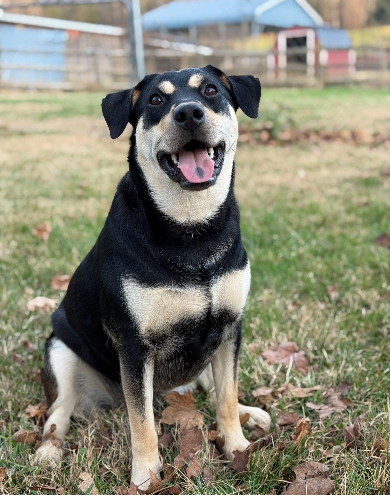 Johnna, Adoptable, Adult Female Shepherd & Hound.