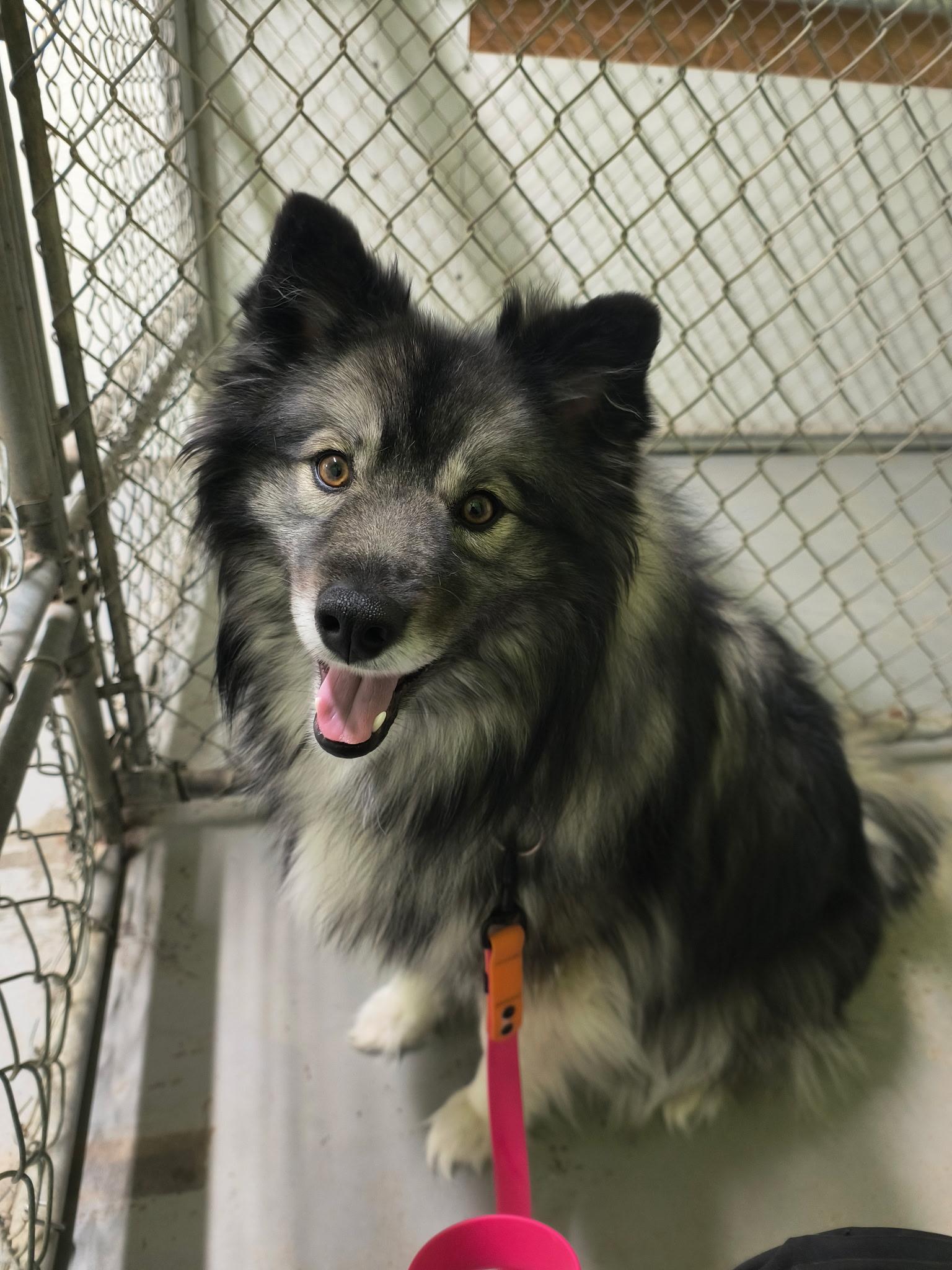 Fluffy, ADOPTABLE, Adult Female Keeshond & Pomeranian.