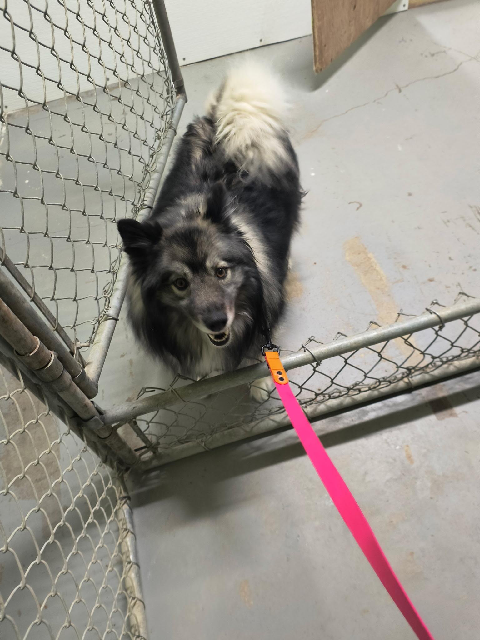 Enlarge Fluffy, an adopted mixed breed in Fort Smith, NT image 3/3