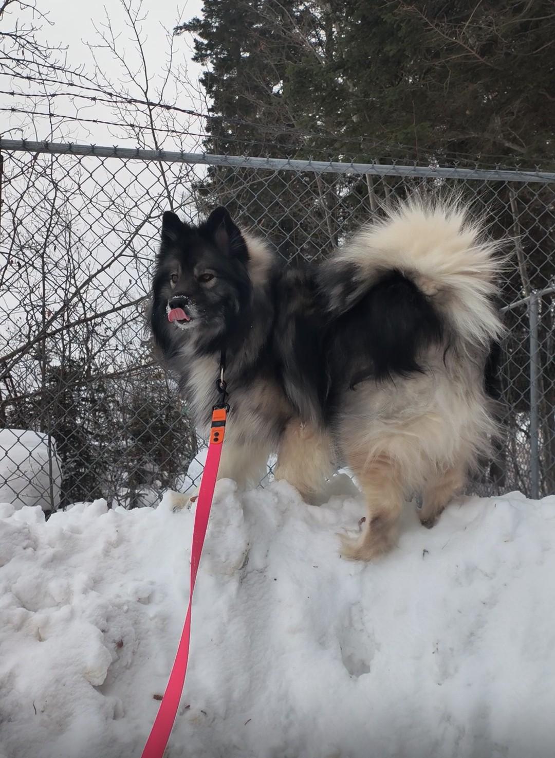 Enlarge Fluffy, an adopted mixed breed in Fort Smith, NT image 2/3