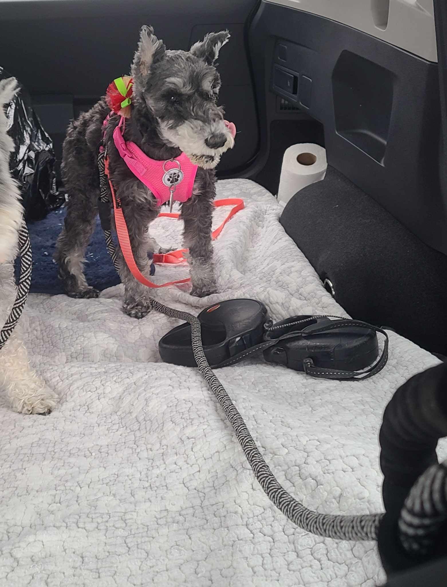 Enlarge Tess: Needs sponsors!, a Adoptable Miniature Schnauzer in Homer Glen, IL image 2/3