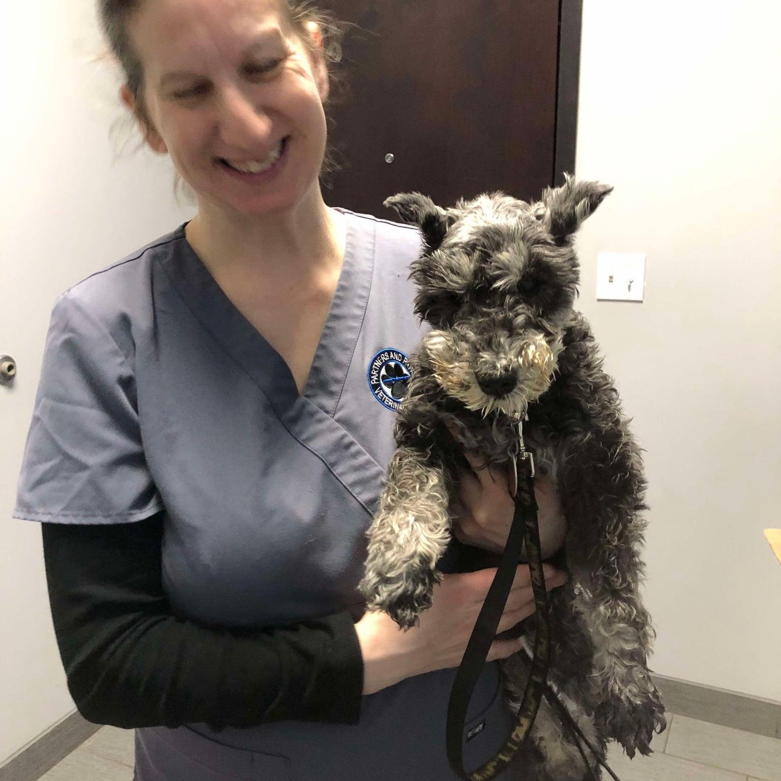 Enlarge Tess: Needs sponsors!, a Adoptable Miniature Schnauzer in Homer Glen, IL image 3/3