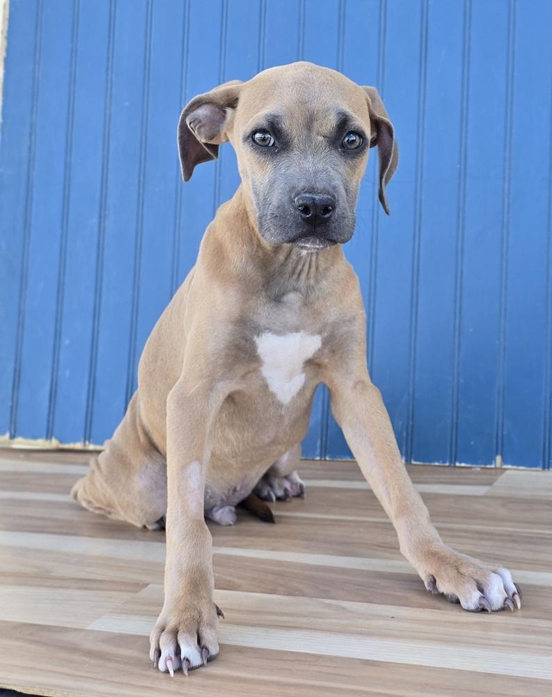 Enlarge Newt, a Adoptable mixed breed in Sedalia, CO image 1/3