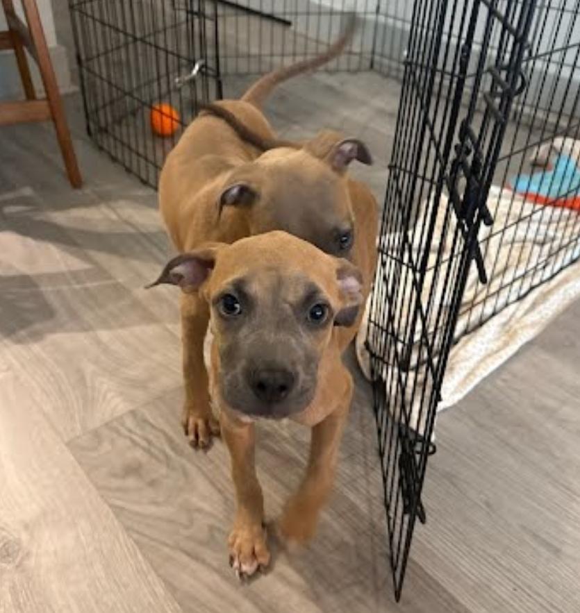 Enlarge Newt, a Adoptable mixed breed in Sedalia, CO image 2/3