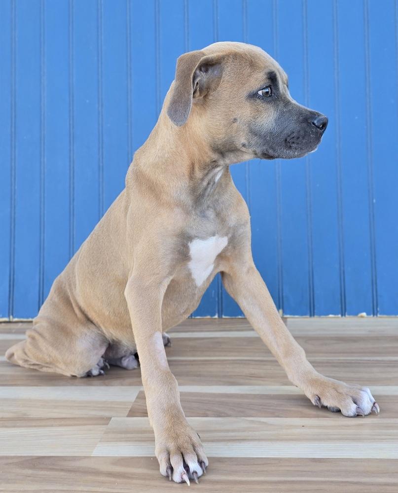 Enlarge Newt, a Adoptable mixed breed in Sedalia, CO image 3/3