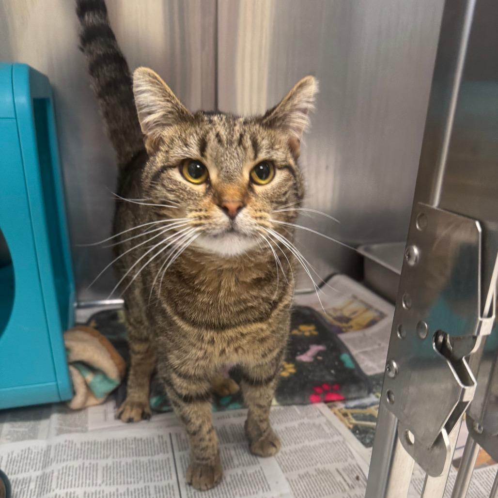 Enlarge Stella, a ADOPTABLE Domestic Short Hair in Kansas City, KS image 2/2