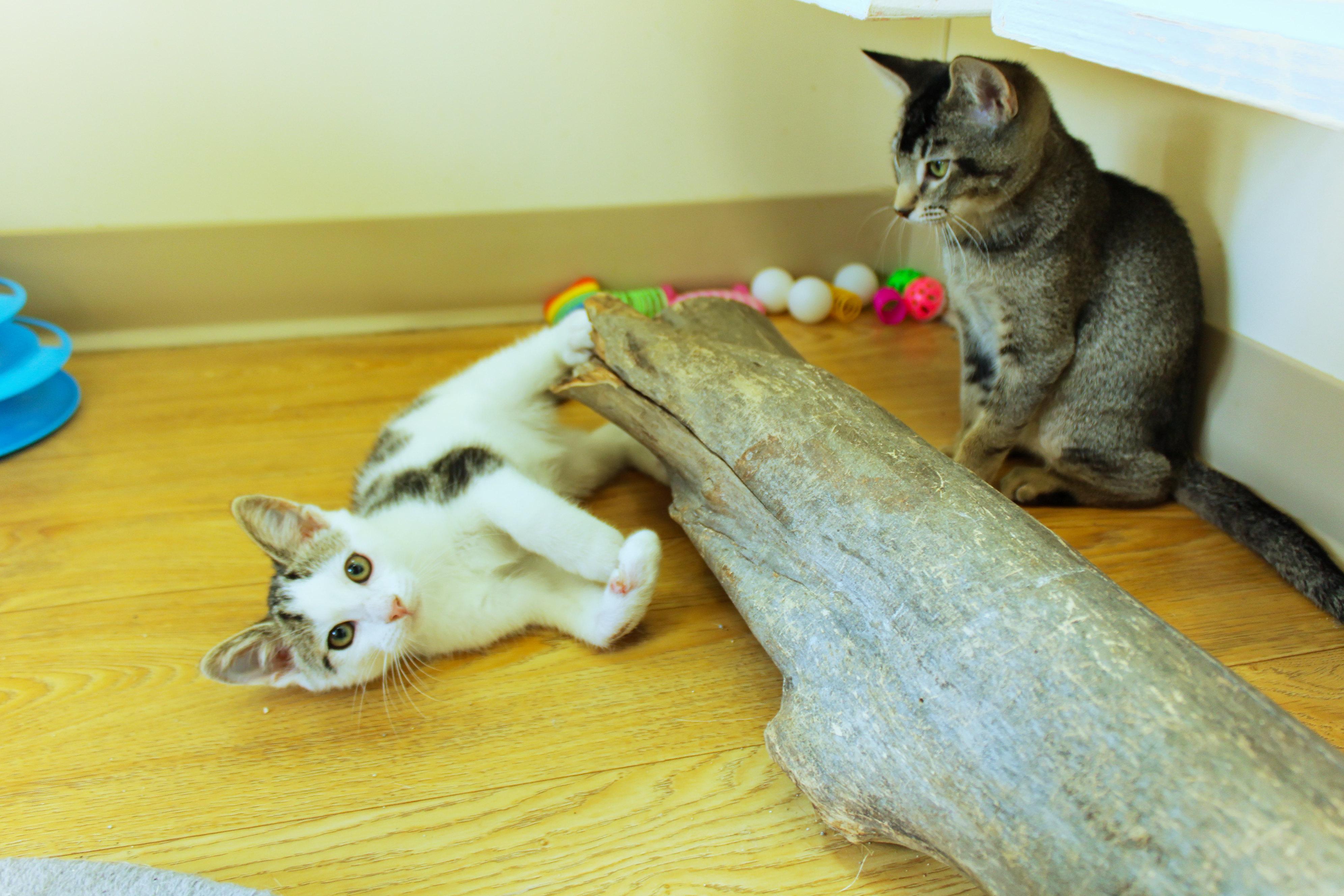 Enlarge Pogo, a ADOPTABLE Domestic Short Hair in Urbana, OH image 3/6
