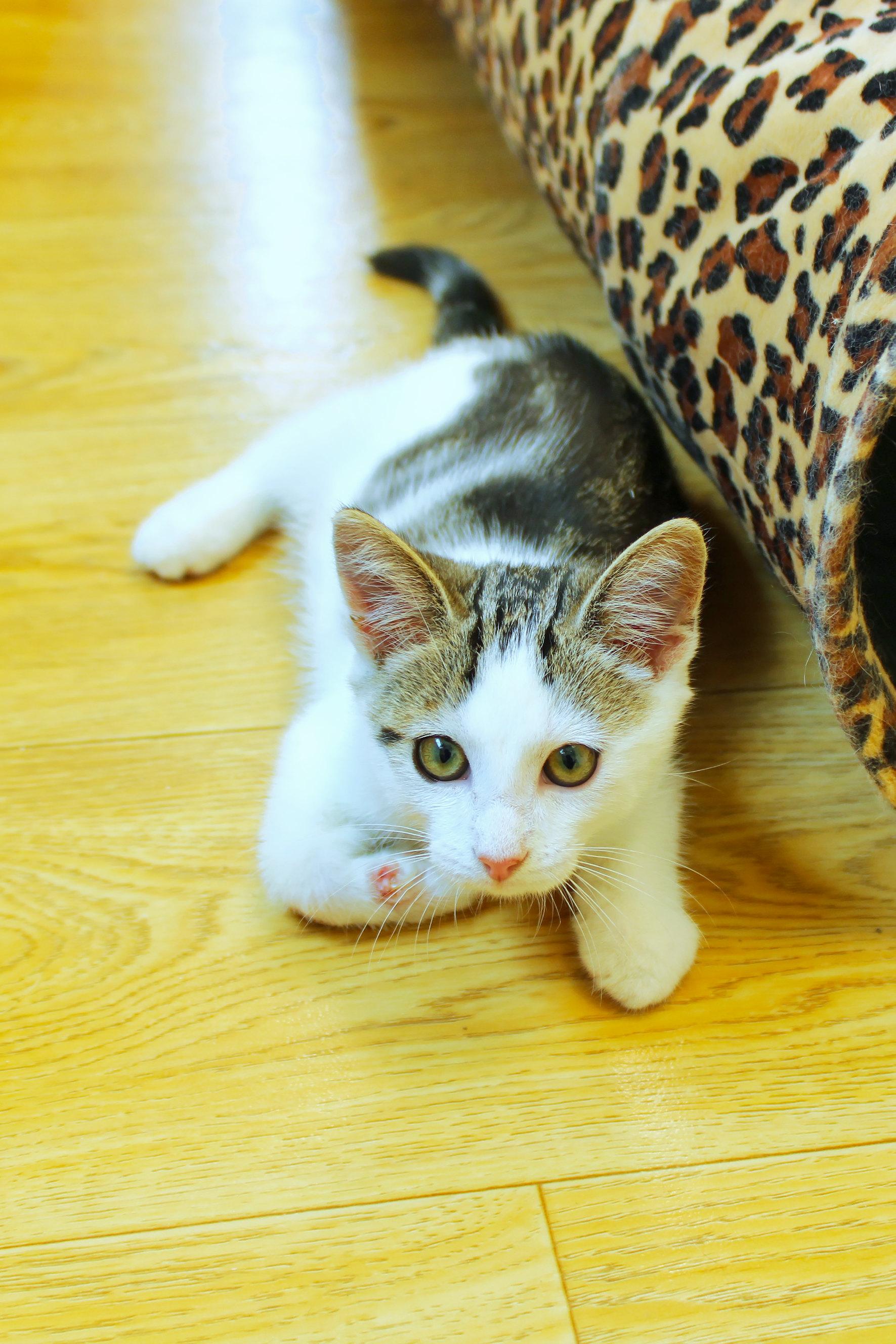 Enlarge Pogo, a ADOPTABLE Domestic Short Hair in Urbana, OH image 4/6