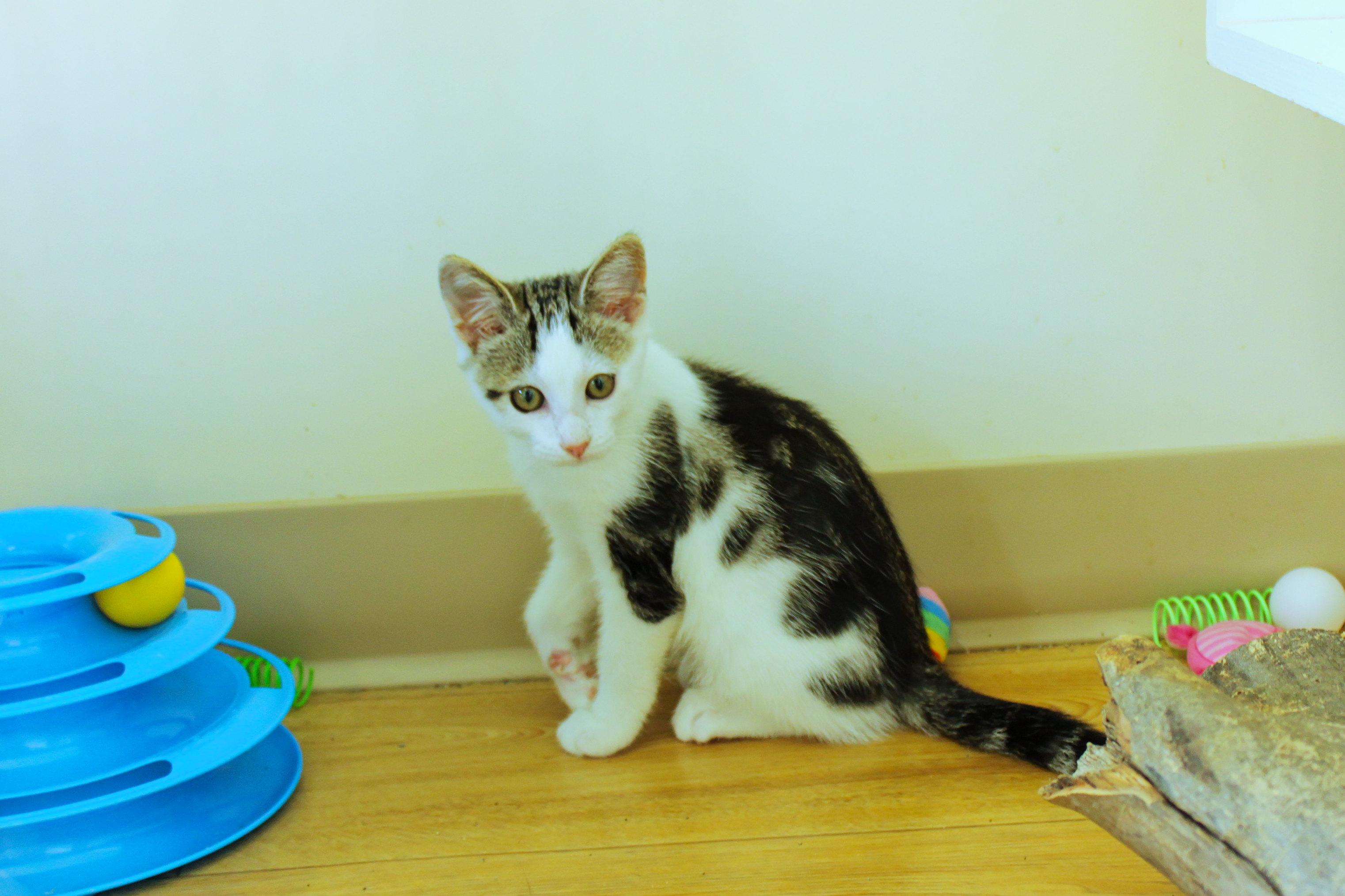 Enlarge Pogo, a ADOPTABLE Domestic Short Hair in Urbana, OH image 2/6