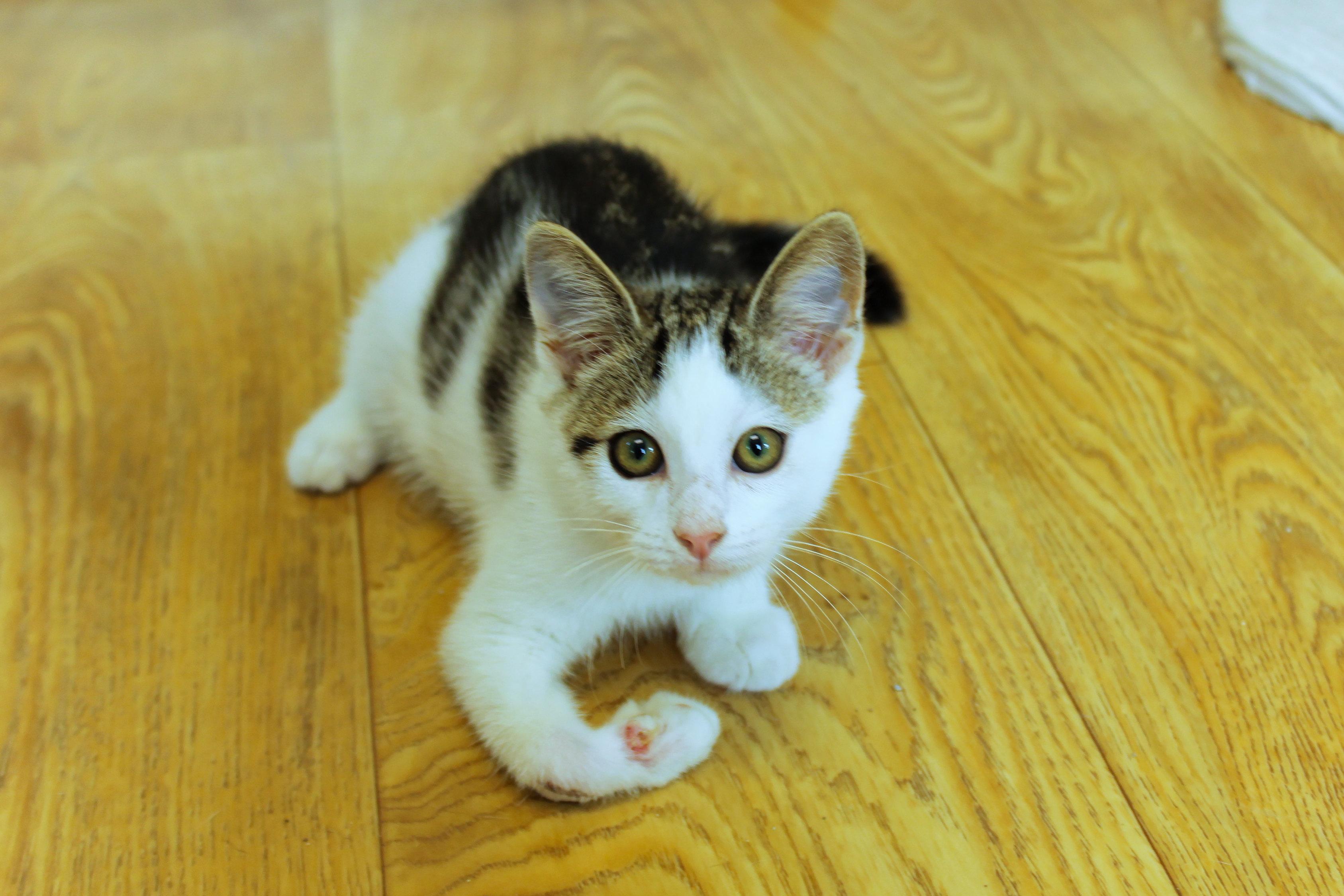 Enlarge Pogo, a ADOPTABLE Domestic Short Hair in Urbana, OH image 5/6