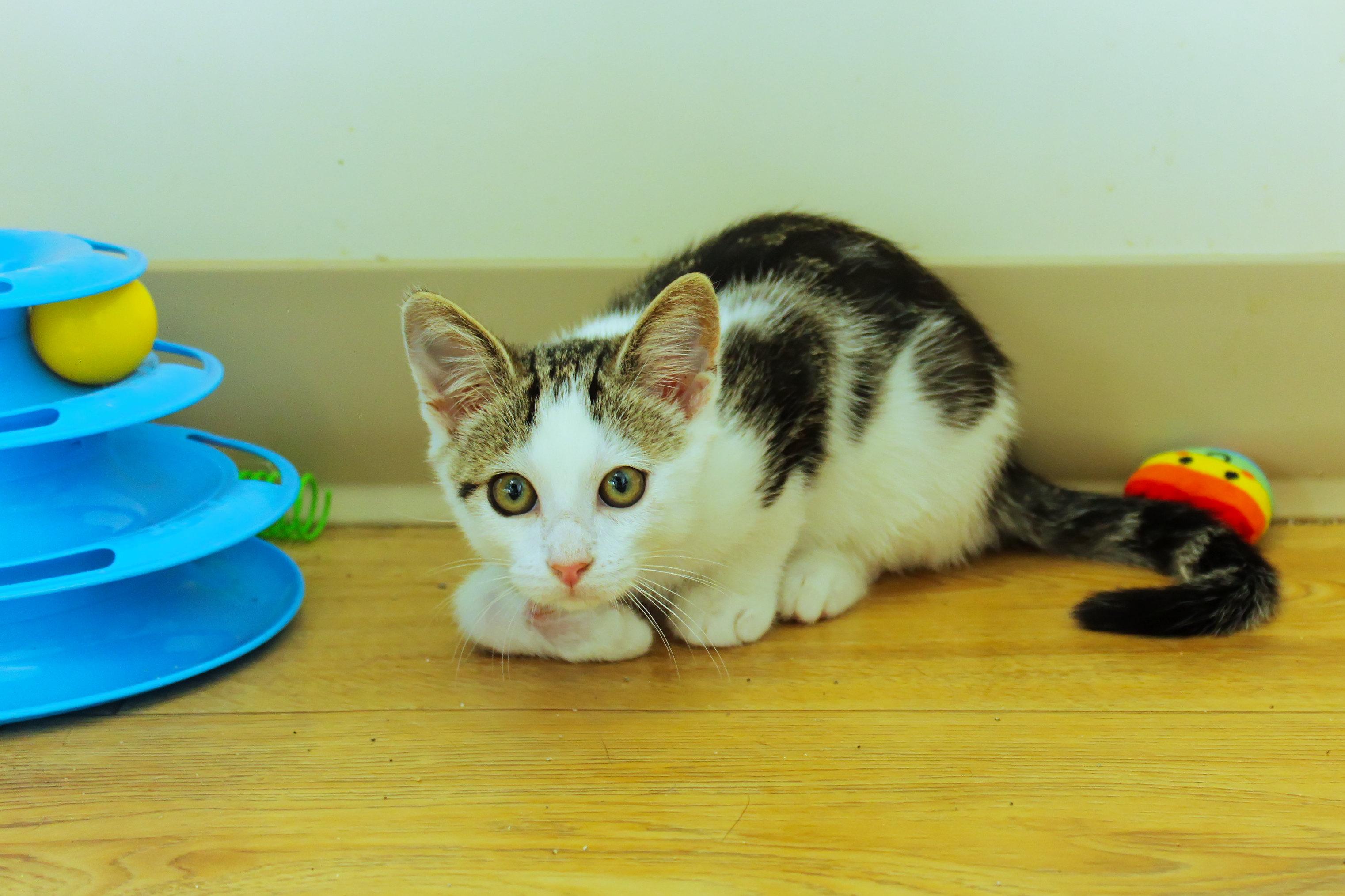 Enlarge Pogo, a ADOPTABLE Domestic Short Hair in Urbana, OH image 1/6