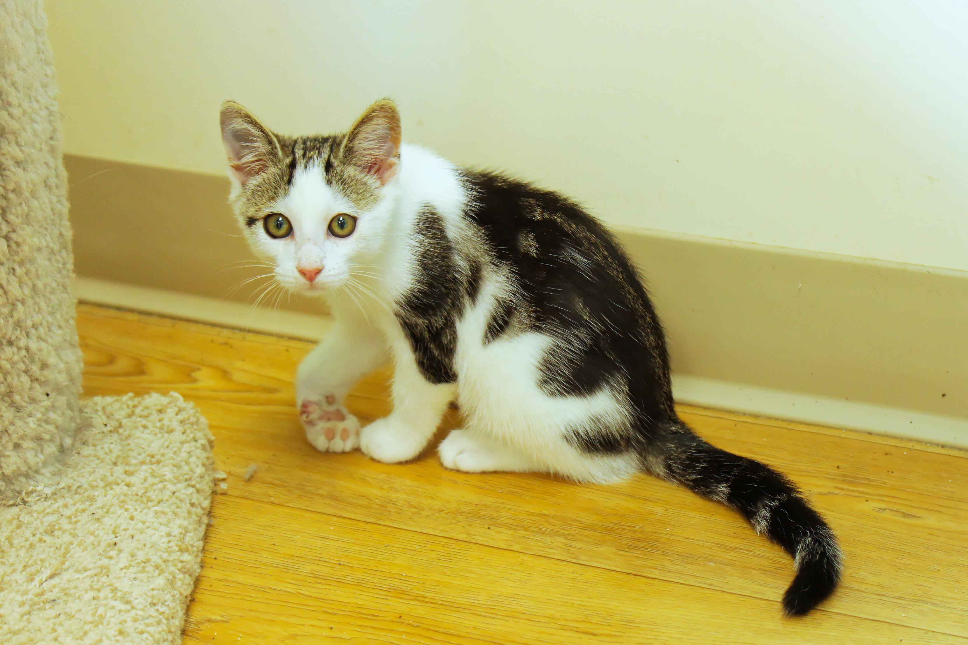 Enlarge Pogo, a ADOPTABLE Domestic Short Hair in Urbana, OH image 6/6