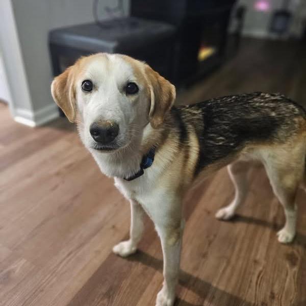 Chili, Adoptable, Young Male Mixed Breed.