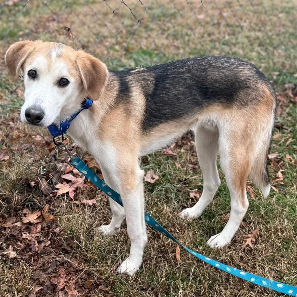 Enlarge Chili, a Adoptable Mixed Breed in Fredericksburg, VA image 4/6
