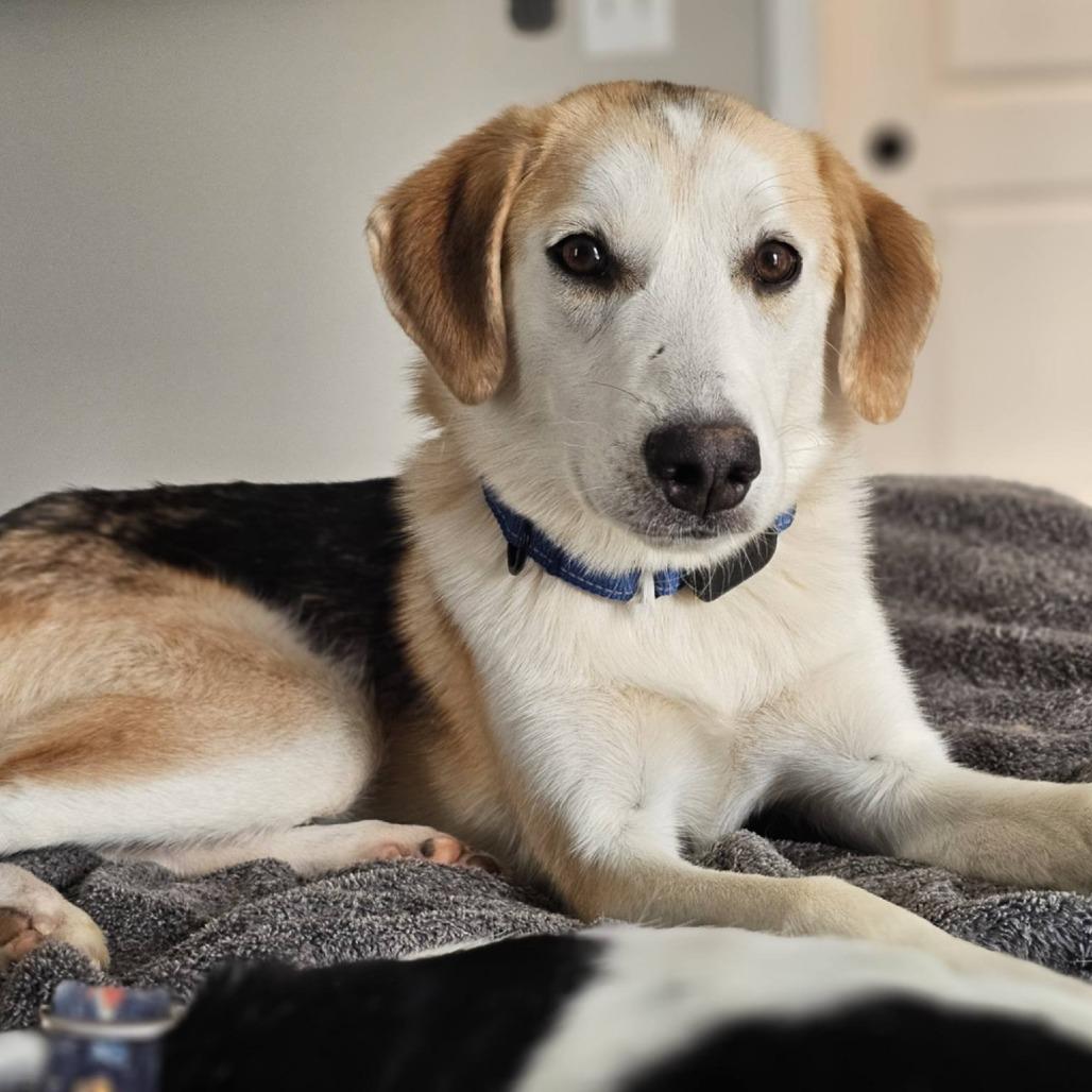 Enlarge Chili, a Adoptable Mixed Breed in Fredericksburg, VA image 5/6