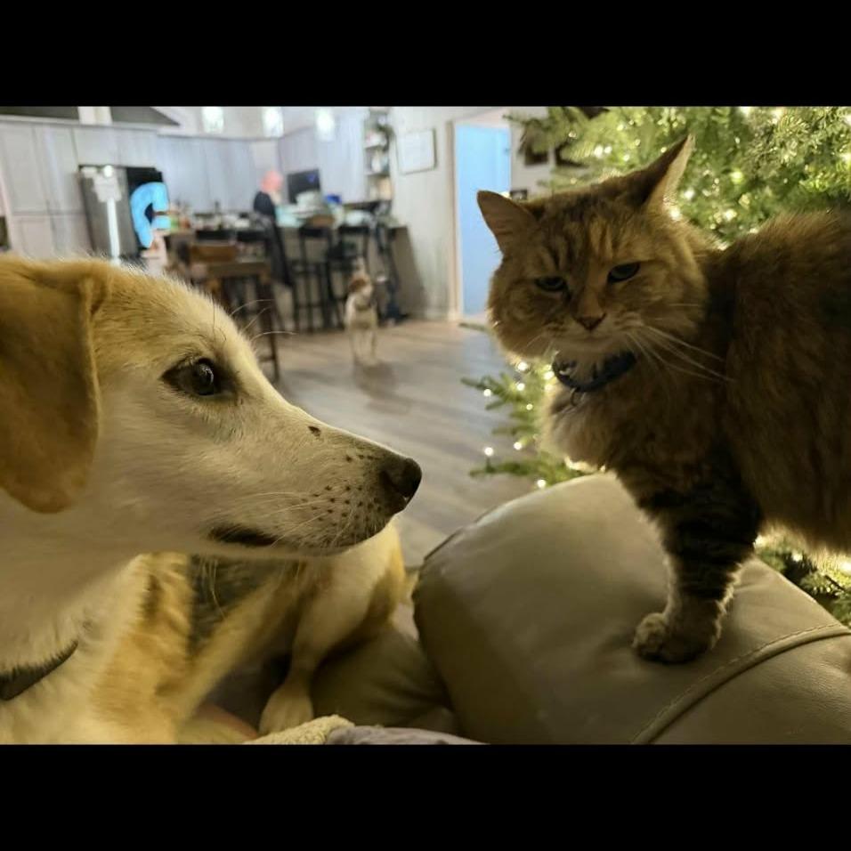 Enlarge Chili, a Adoptable Mixed Breed in Fredericksburg, VA image 6/6