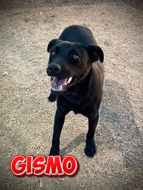 Gismo, adopted, Puppy Male Black Labrador Retriever.