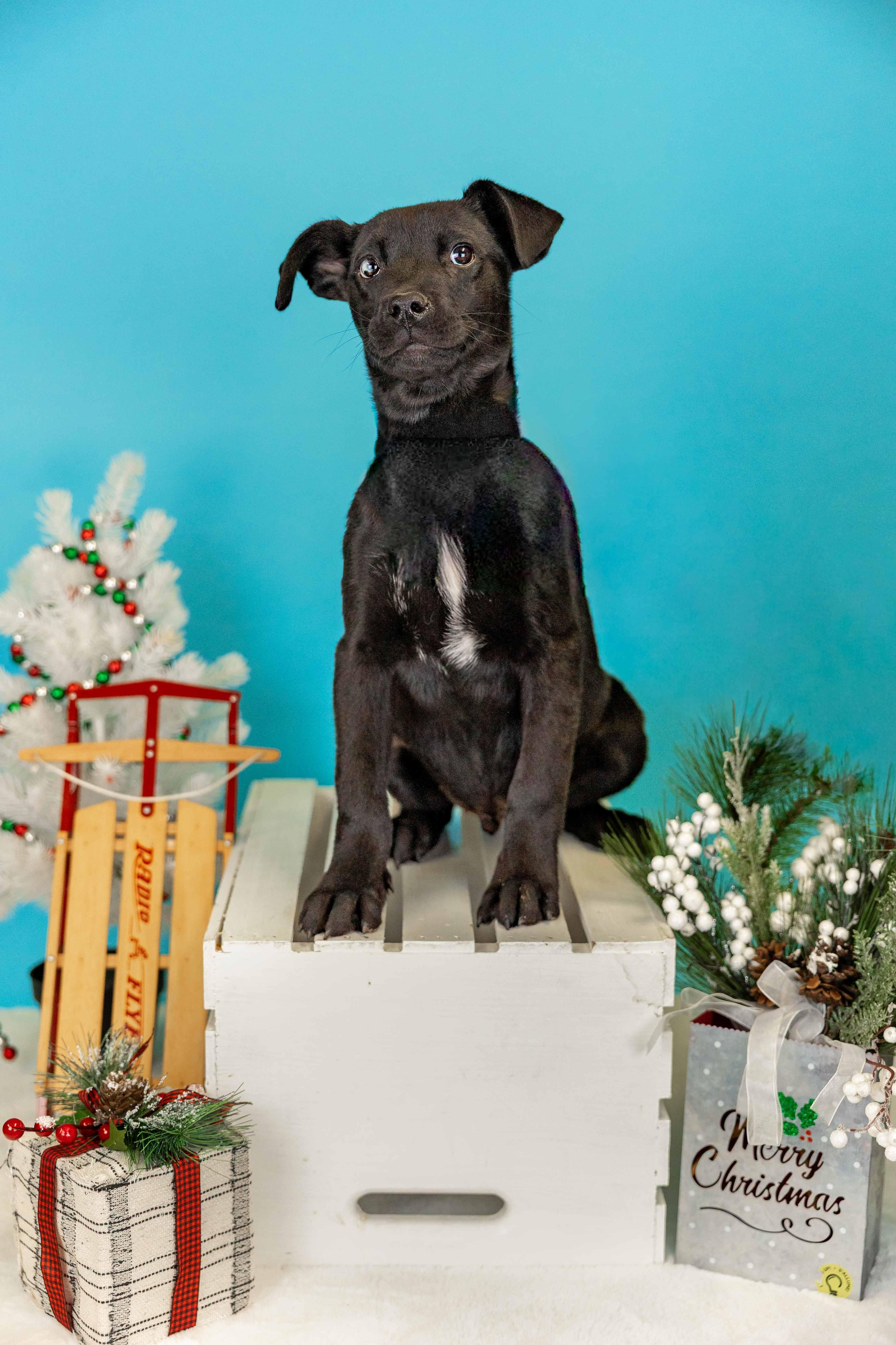 Enlarge 1069-25, a ADOPTABLE mixed breed in Brighton, CO image 1/1