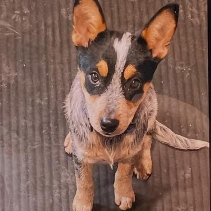 Juliet, adopted, Puppy Female Australian Cattle Dog / Blue Heeler.