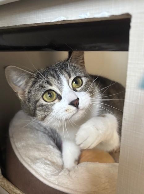 Pip, ADOPTABLE, Young Female Domestic Short Hair.