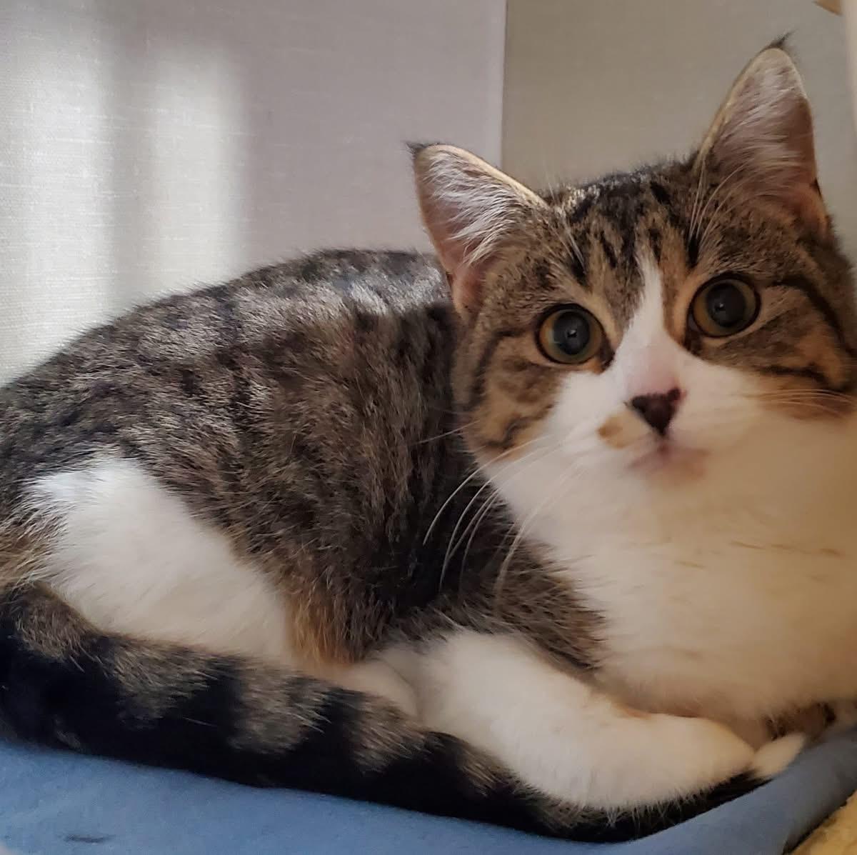 Enlarge Pip, a ADOPTABLE Domestic Short Hair in Hutchinson, MN image 1/1