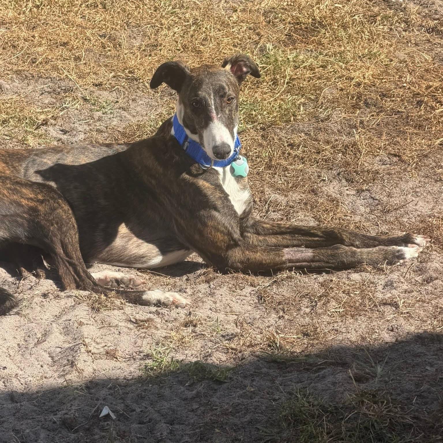 Imark Eagle thumbnail 2