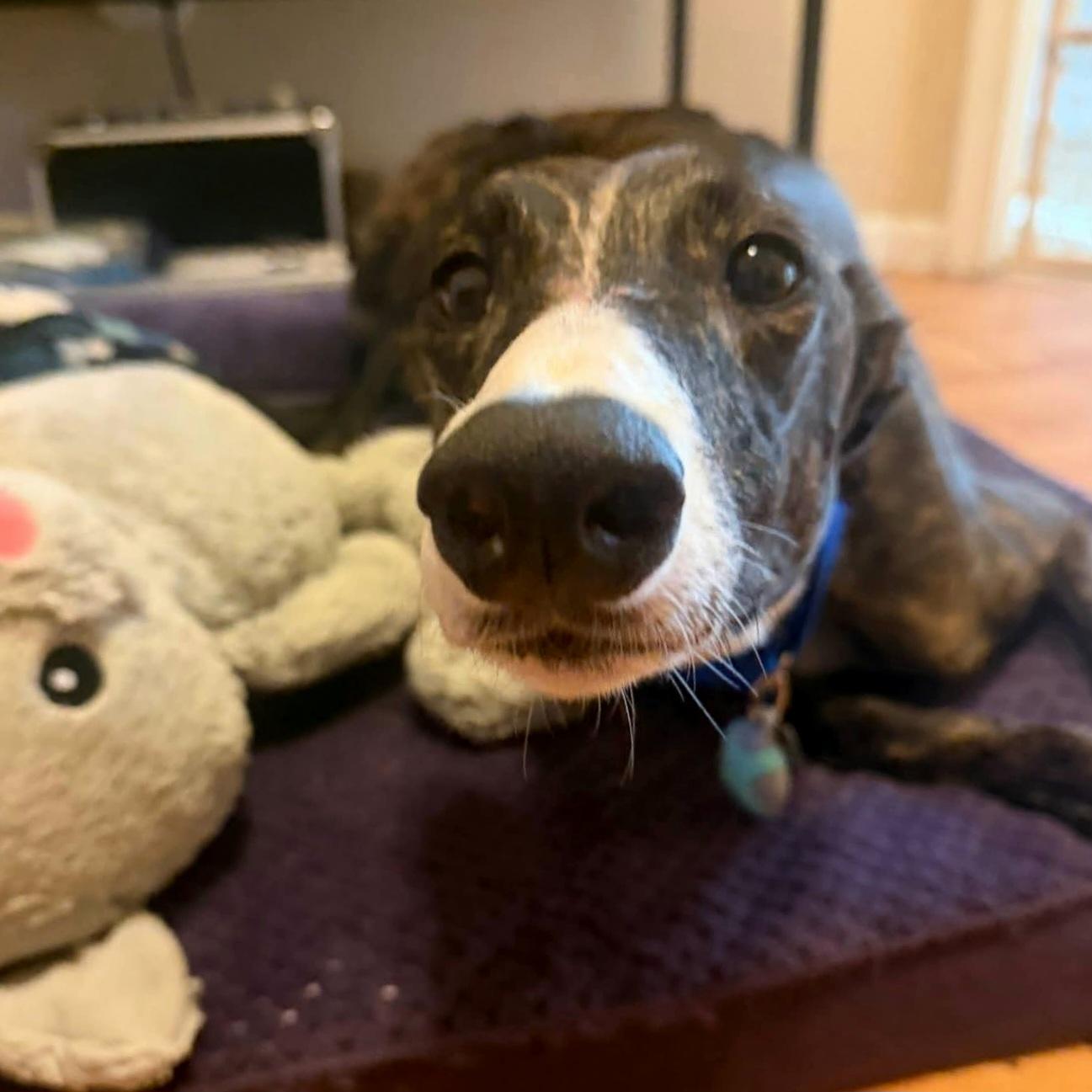 Imark Eagle thumbnail 3