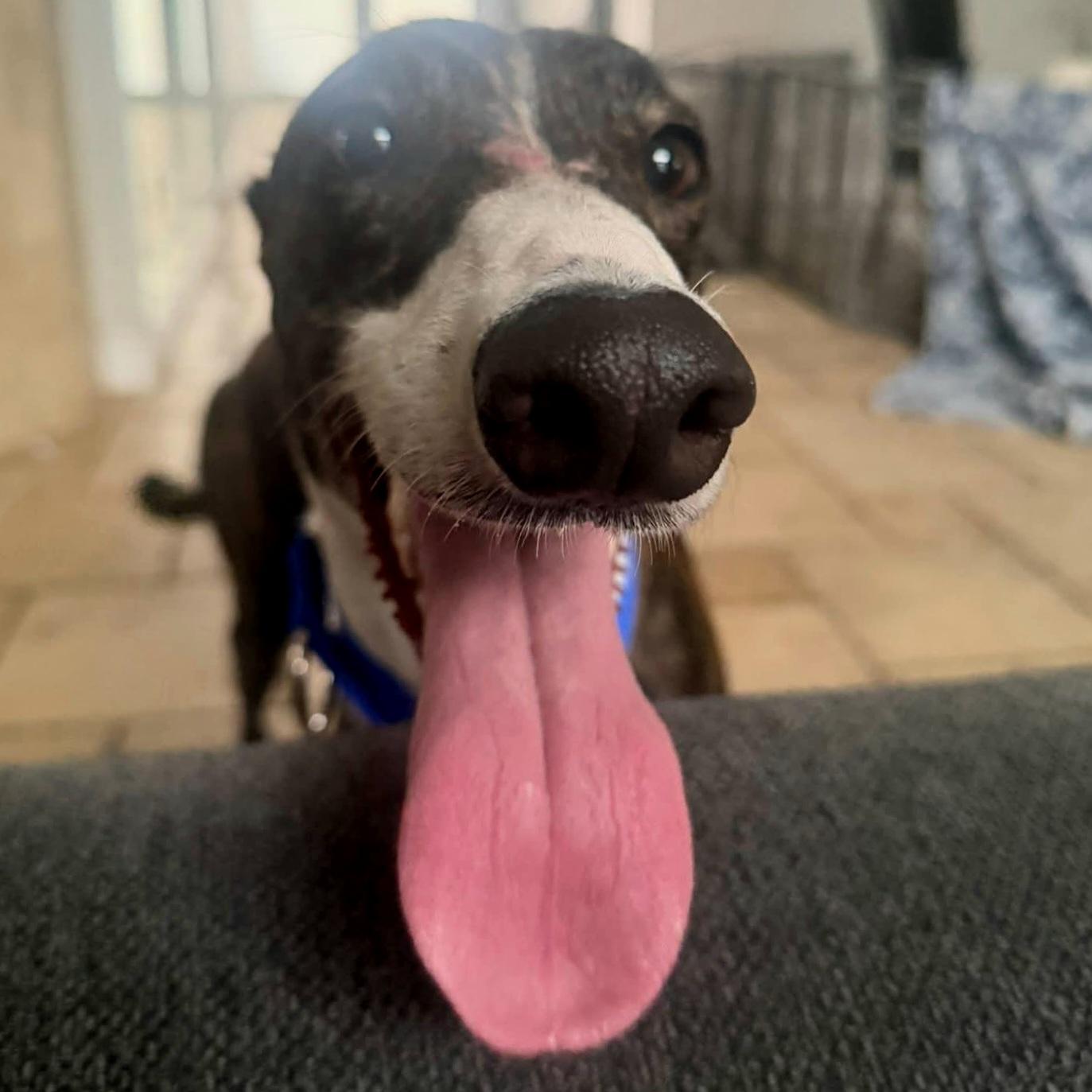 Imark Eagle thumbnail 4