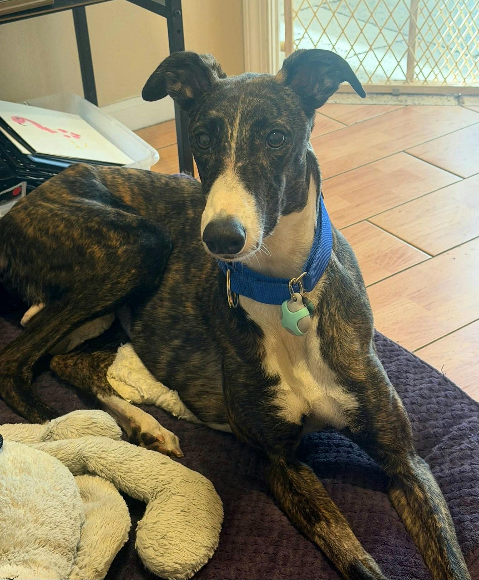 Imark Eagle thumbnail 5