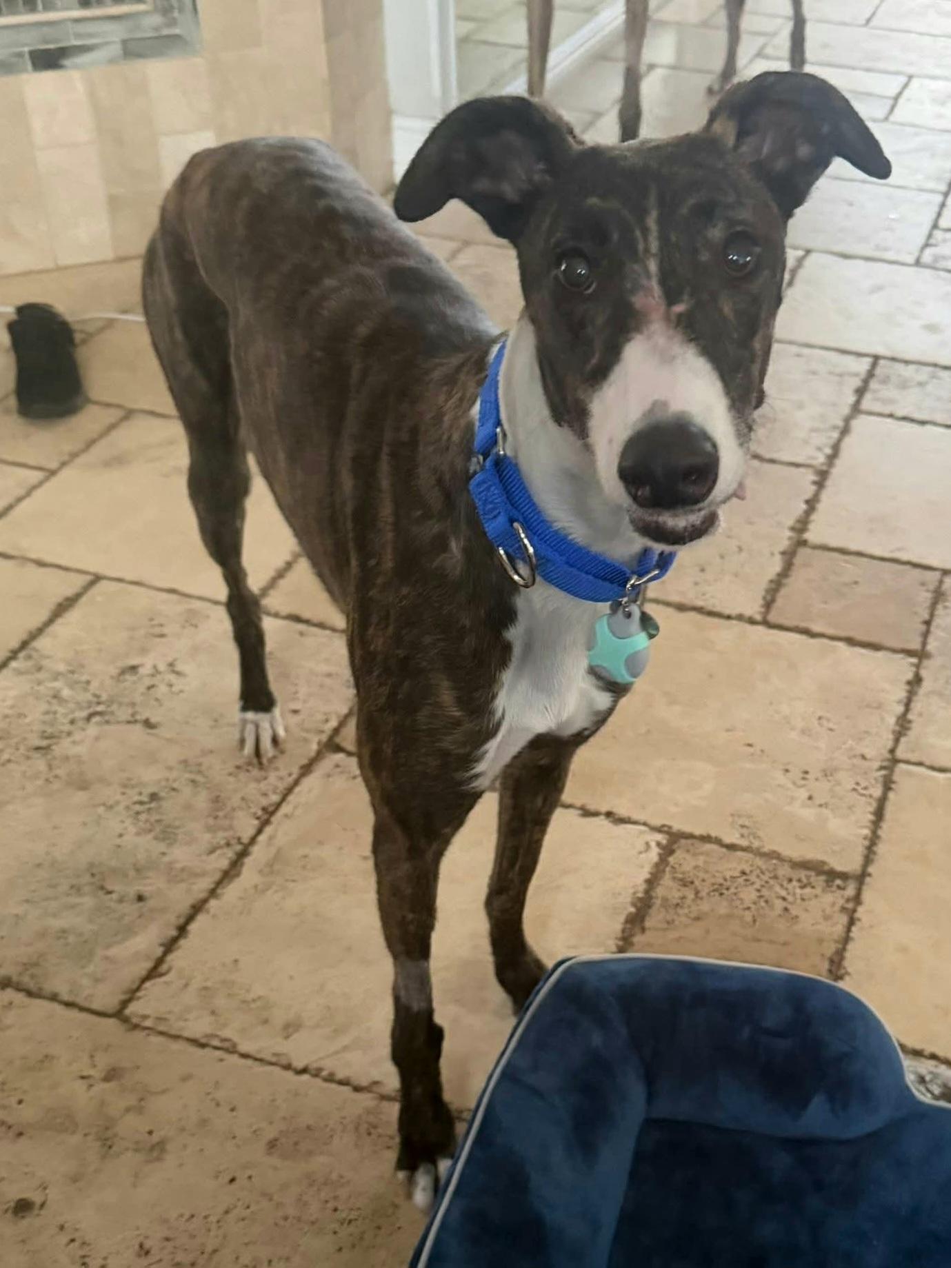 Imark Eagle thumbnail 6