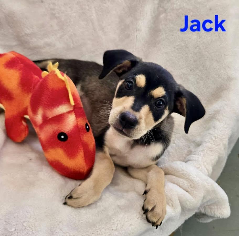 Jack, adopted, Puppy Male Doberman Pinscher & Labrador Retriever.