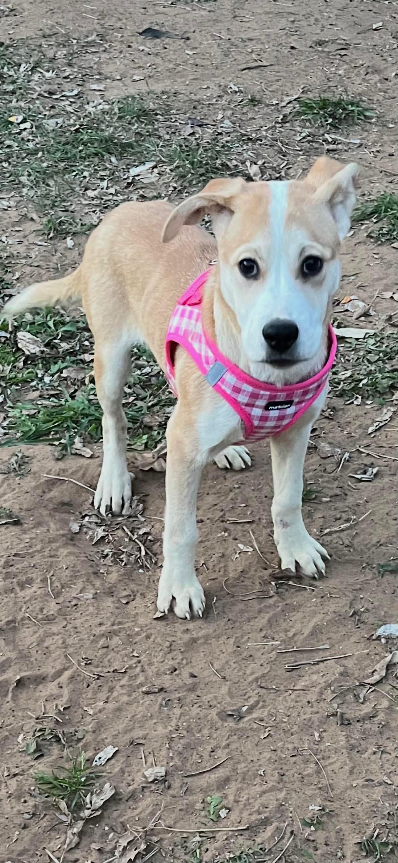 Enlarge Piper, a ADOPTABLE mixed breed in richmond, ME image 2/5