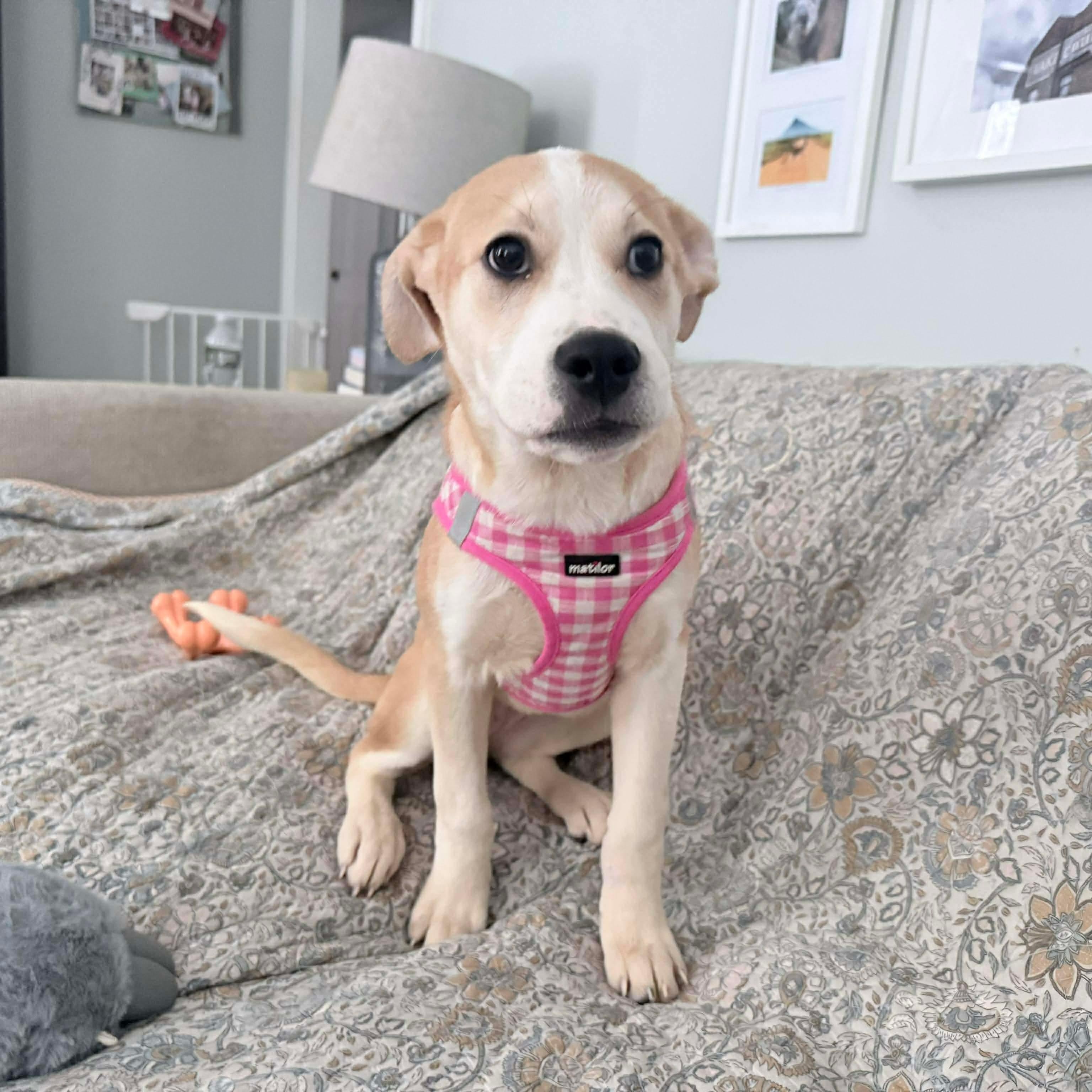 Enlarge Piper, a ADOPTABLE mixed breed in richmond, ME image 4/5