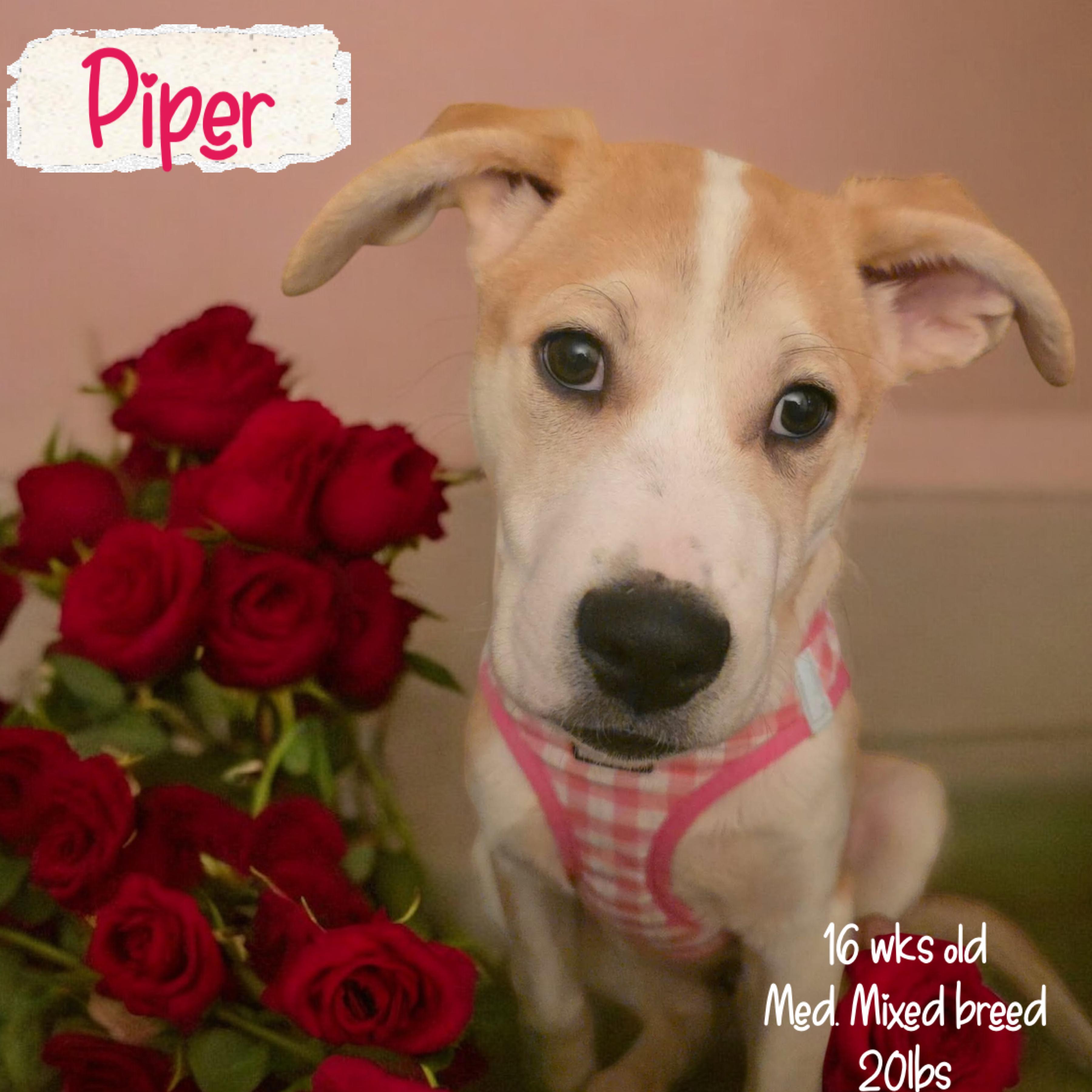 Enlarge Piper, a ADOPTABLE mixed breed in richmond, ME image 1/5