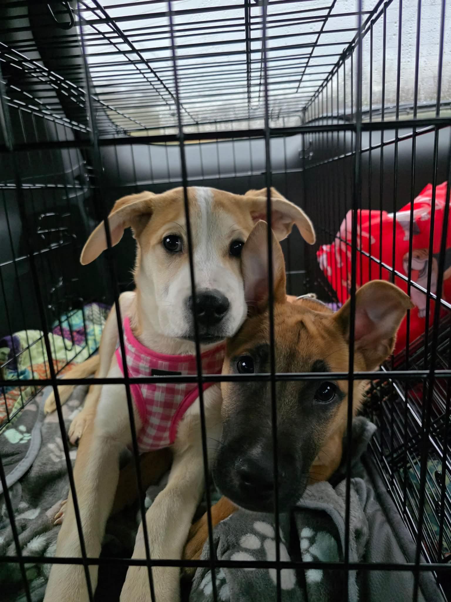 Enlarge Piper, a ADOPTABLE mixed breed in richmond, ME image 5/5