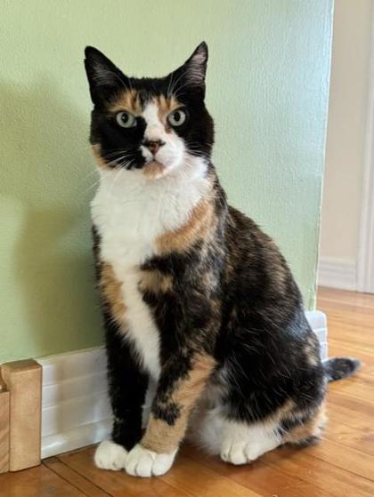 Enlarge Willow, a Adoptable Domestic Medium Hair in Montreal, QC image 1/3