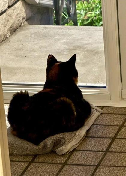 Enlarge Willow, a Adoptable Domestic Medium Hair in Montreal, QC image 2/3