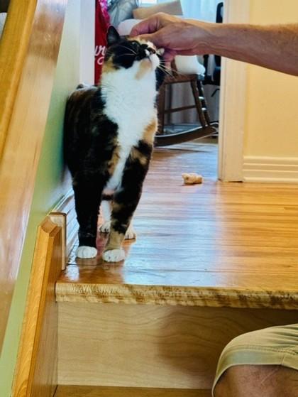 Enlarge Willow, a Adoptable Domestic Medium Hair in Montreal, QC image 3/3