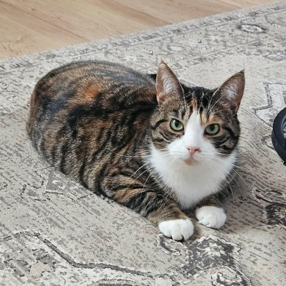 Courage, Adoptable, Young Female Domestic Short Hair.