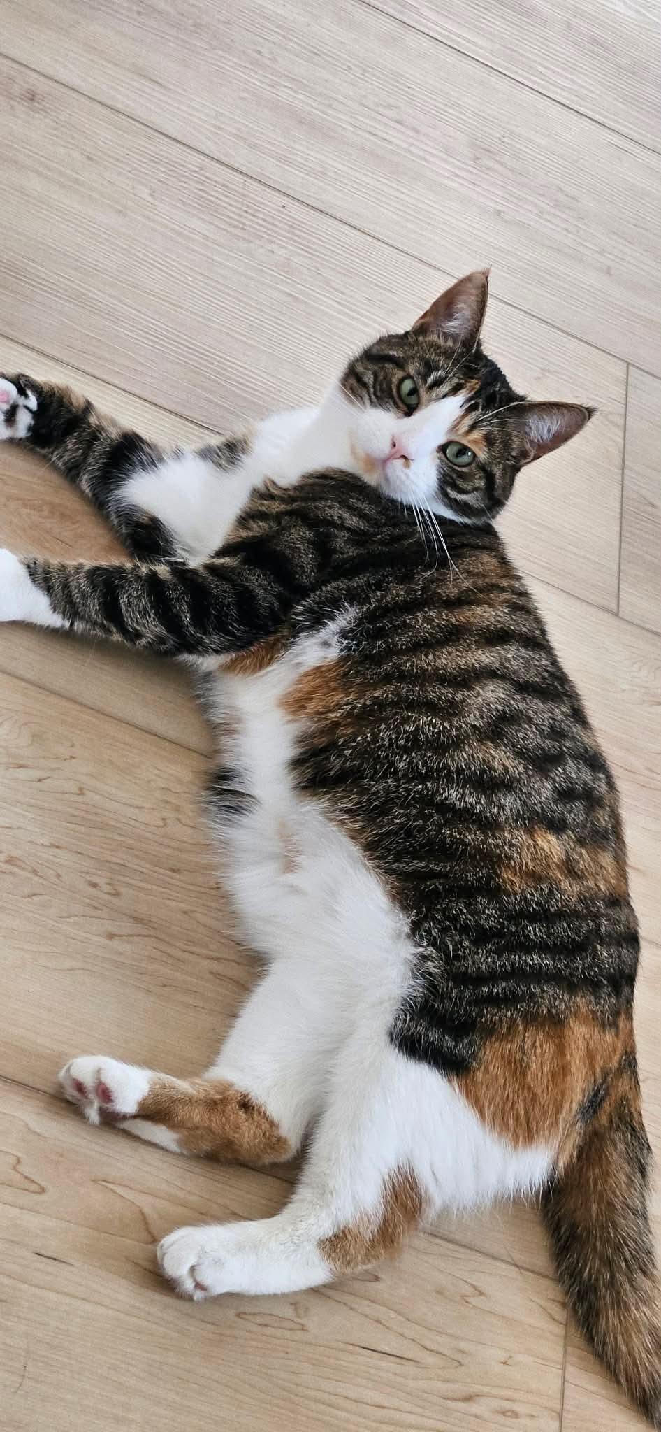Enlarge Courage, a Adoptable Domestic Short Hair in Terrebonne, QC image 3/6