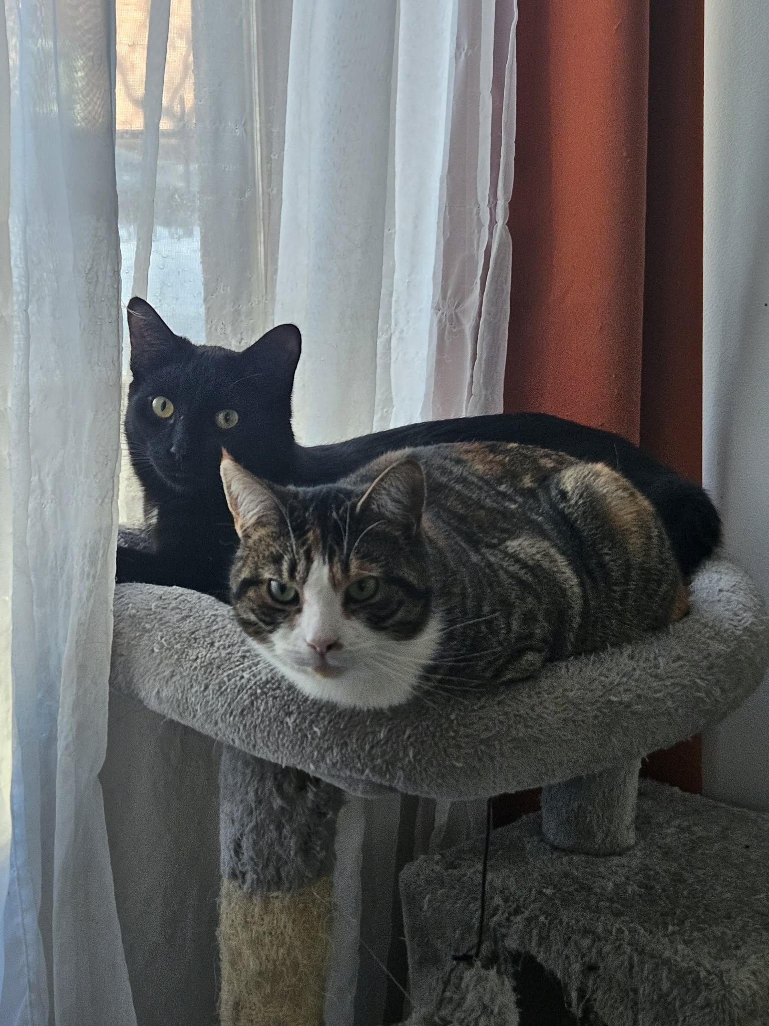 Courage, a Adoptable Domestic Short Hair in Terrebonne, QC image 6/6