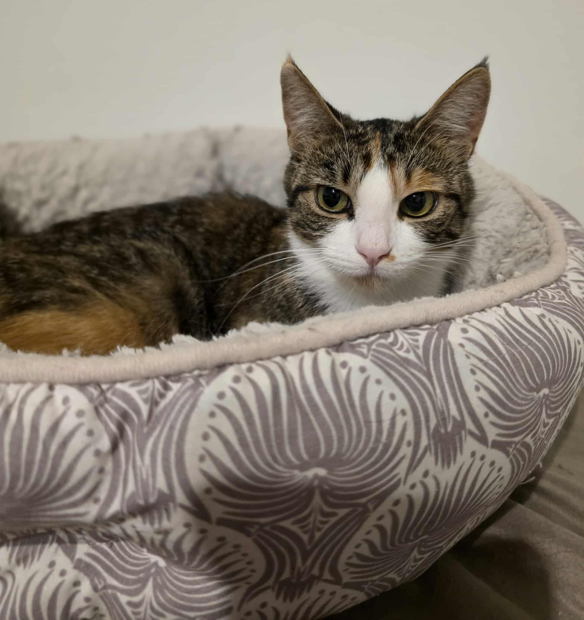 Enlarge Courage, a Adoptable Domestic Short Hair in Terrebonne, QC image 3/6