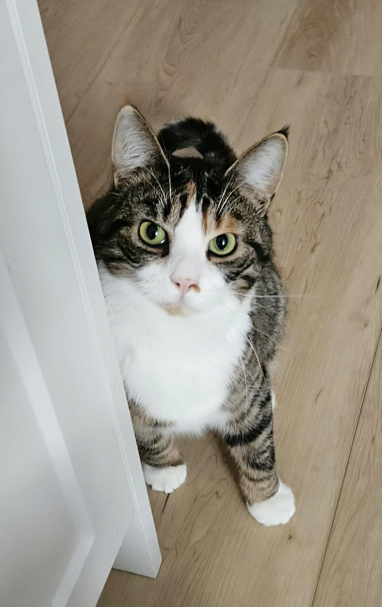 Courage, a Adoptable Domestic Short Hair in Terrebonne, QC image 5/6