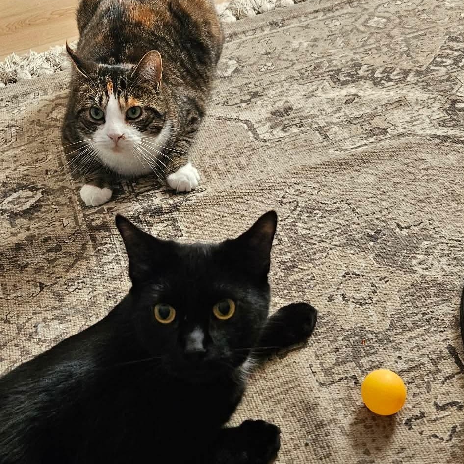 Enlarge Courage, a Adoptable Domestic Short Hair in Terrebonne, QC image 6/6