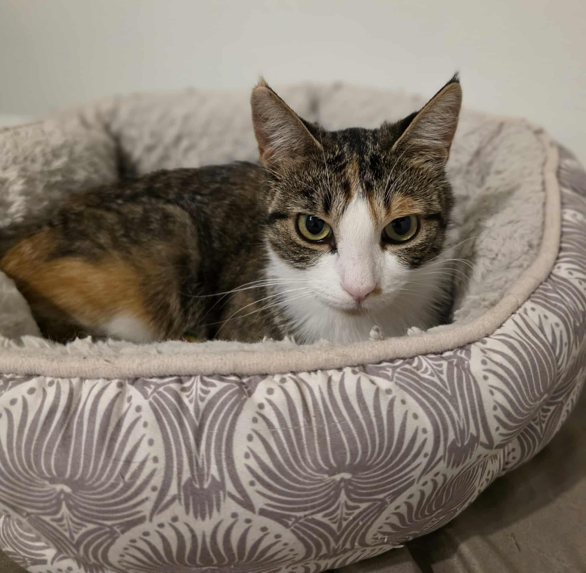 Enlarge Courage, a Adoptable Domestic Short Hair in Terrebonne, QC image 6/6