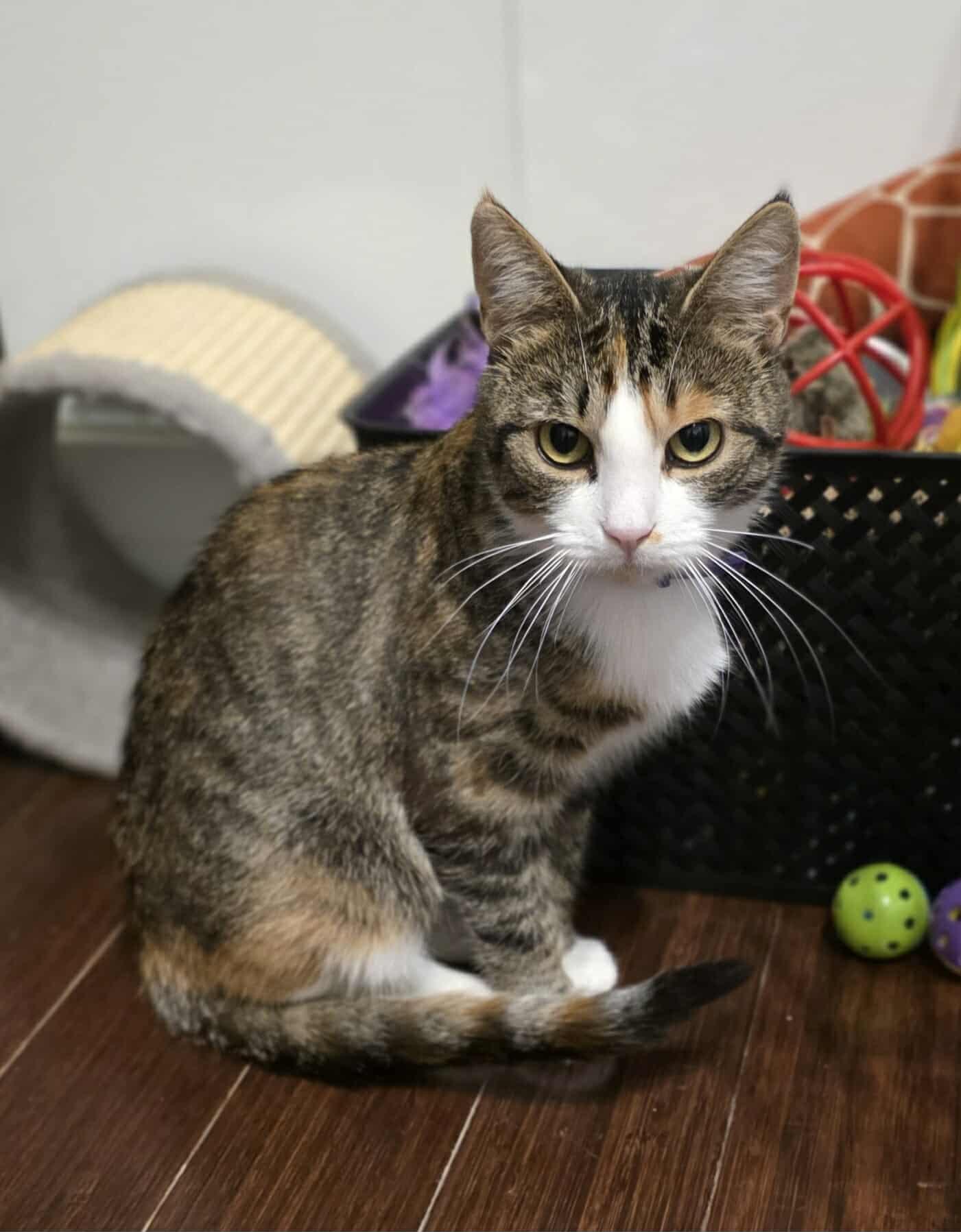 Enlarge Courage, a Adoptable Domestic Short Hair in Terrebonne, QC image 2/6