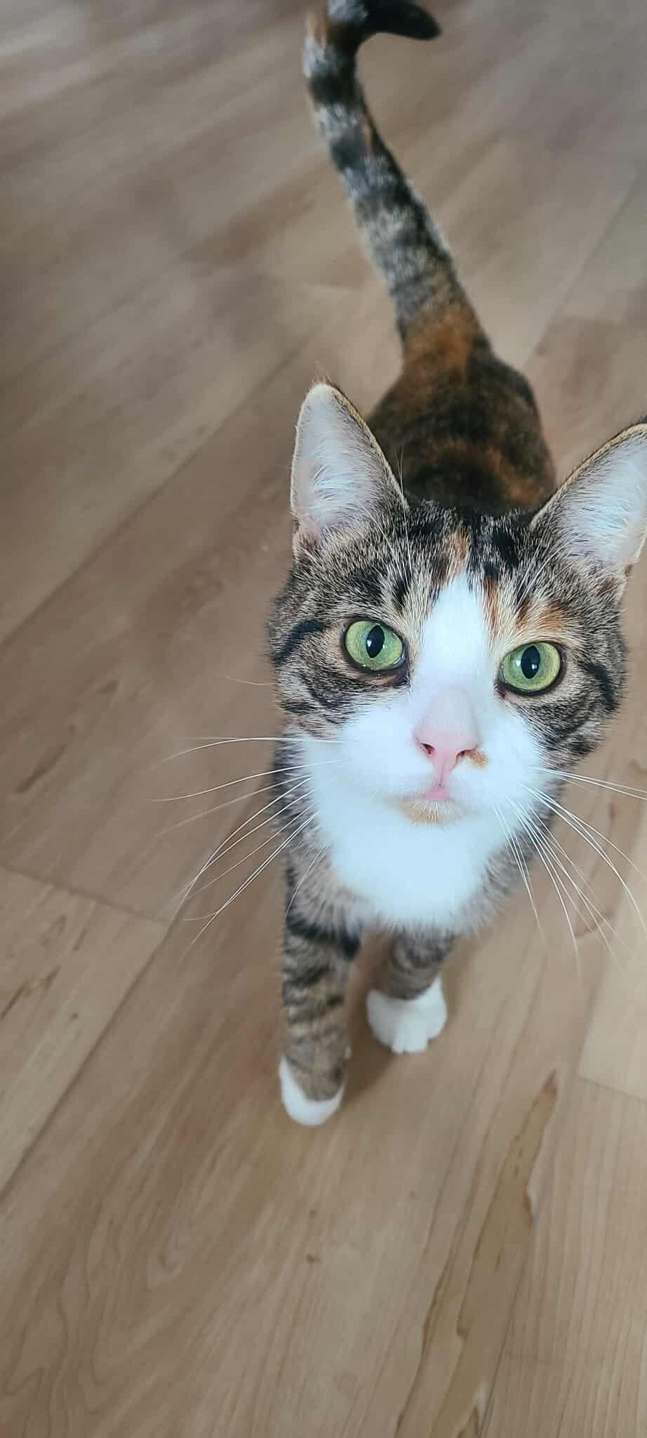 Enlarge Courage, a Adoptable Domestic Short Hair in Terrebonne, QC image 4/6